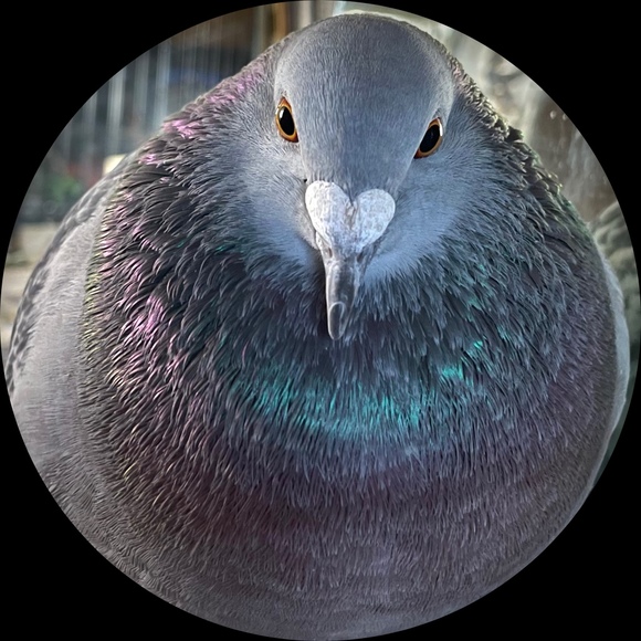 pigeon75